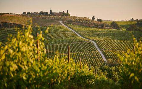Weinberg in der Abendsonne – veganer Wein aus Frankreich bei Leons Weinhaus