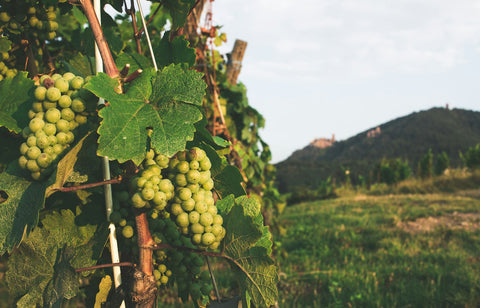 Reife blaue Trauben hängen am Rebstock – Gamay für den Beaujolais Nouveau 2026
