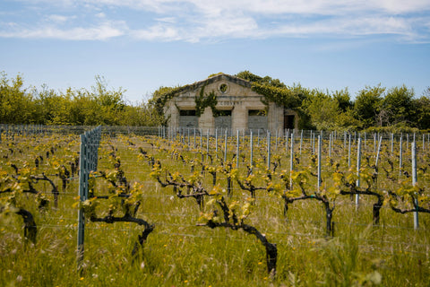 Altes Steingebäude inmitten von Rebzeilen in Saint-Émilion – Grand Cru und Cru Bourgeois erklärt