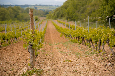 Feldweg zwischen grünen Rebzeilen in Frankreich – Bio-Wein aus nachhaltigem Weinbau