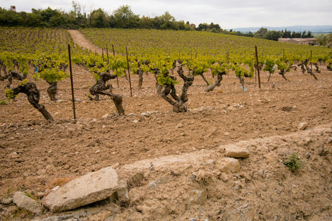 Alte Rebstöcke auf kargem, trockenem Boden in Südfrankreich – Weinberg wie in Châteauneuf-du-Pape