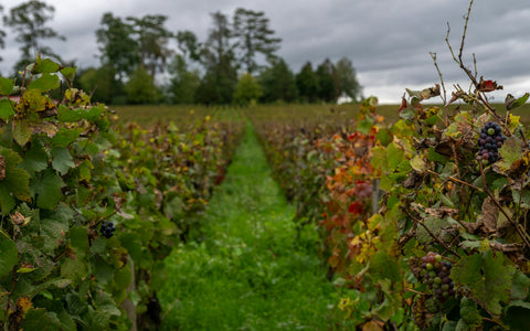 Weinberg mit Rebzeilen – Weißweinreben Frankreichs