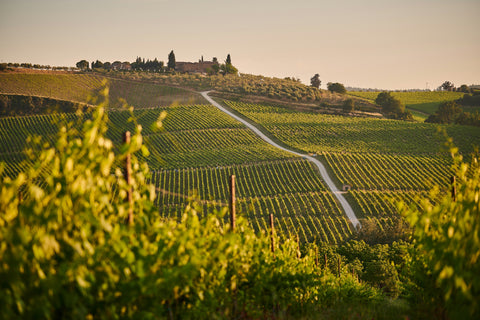 Korsika Wein – Leons Weinhaus