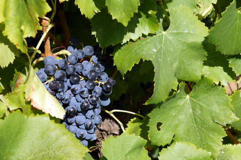 Cabernet