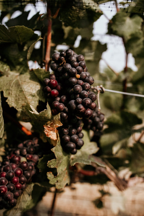Grenache Trauben am Rebstock