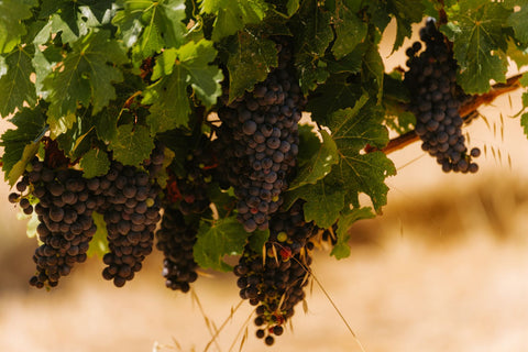 Merlot Trauben am Rebstock