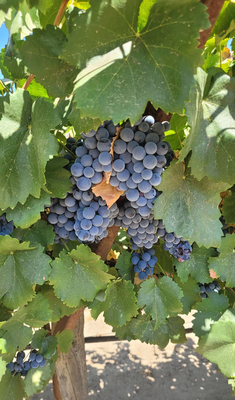 Syrah Trauben am Rebstock