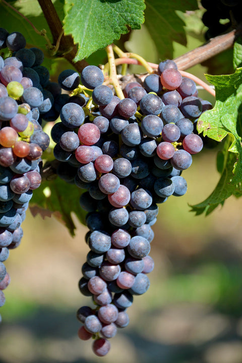 Carignan Trauben in einem Weinberg in Frankreich