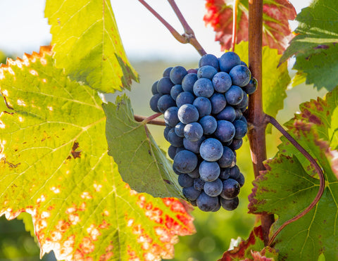 Mourvèdre Trauben am Rebstock