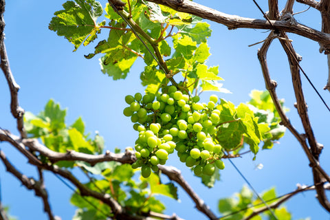 Chardonnay Trauben am Rebstock