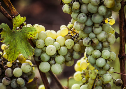 Sauvignon Blanc Trauben am Rebstock