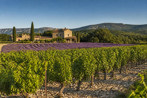 Weinberg mit Rebzeilen und Lavendelfeld in der Provence – Provence Weine bei Leons Weinhaus